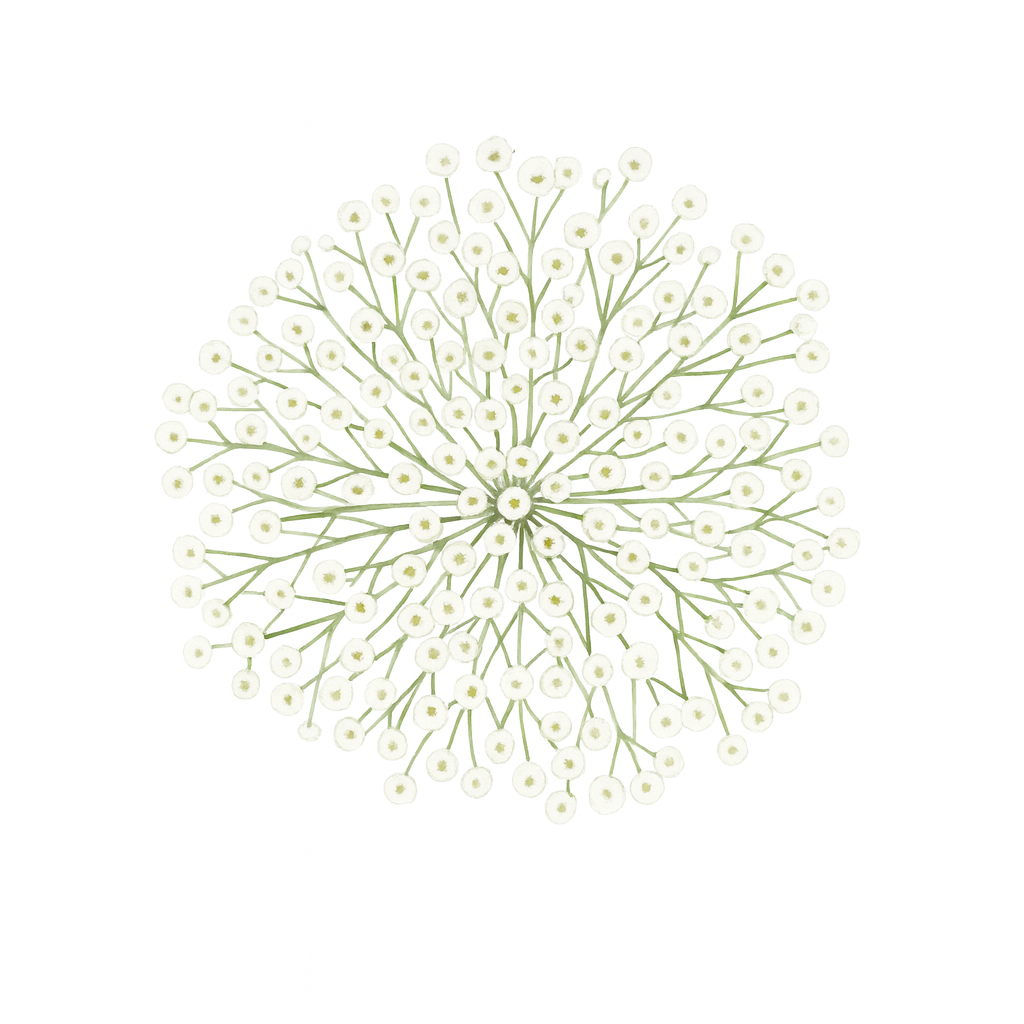 Baby's breath/Gypsophila