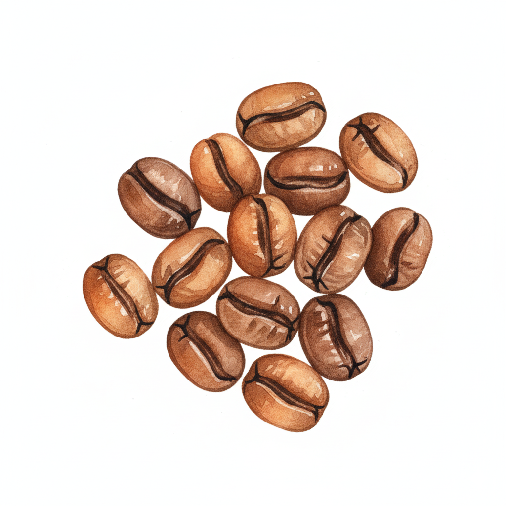 Coffee bean